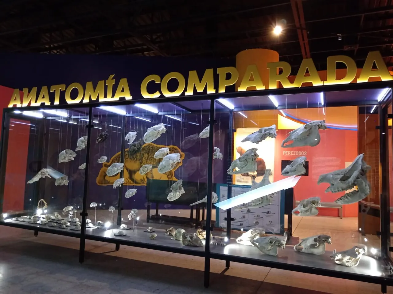 La Sala 3 del Museo de Paleontología de Guadalajara, Anatomía Comparada