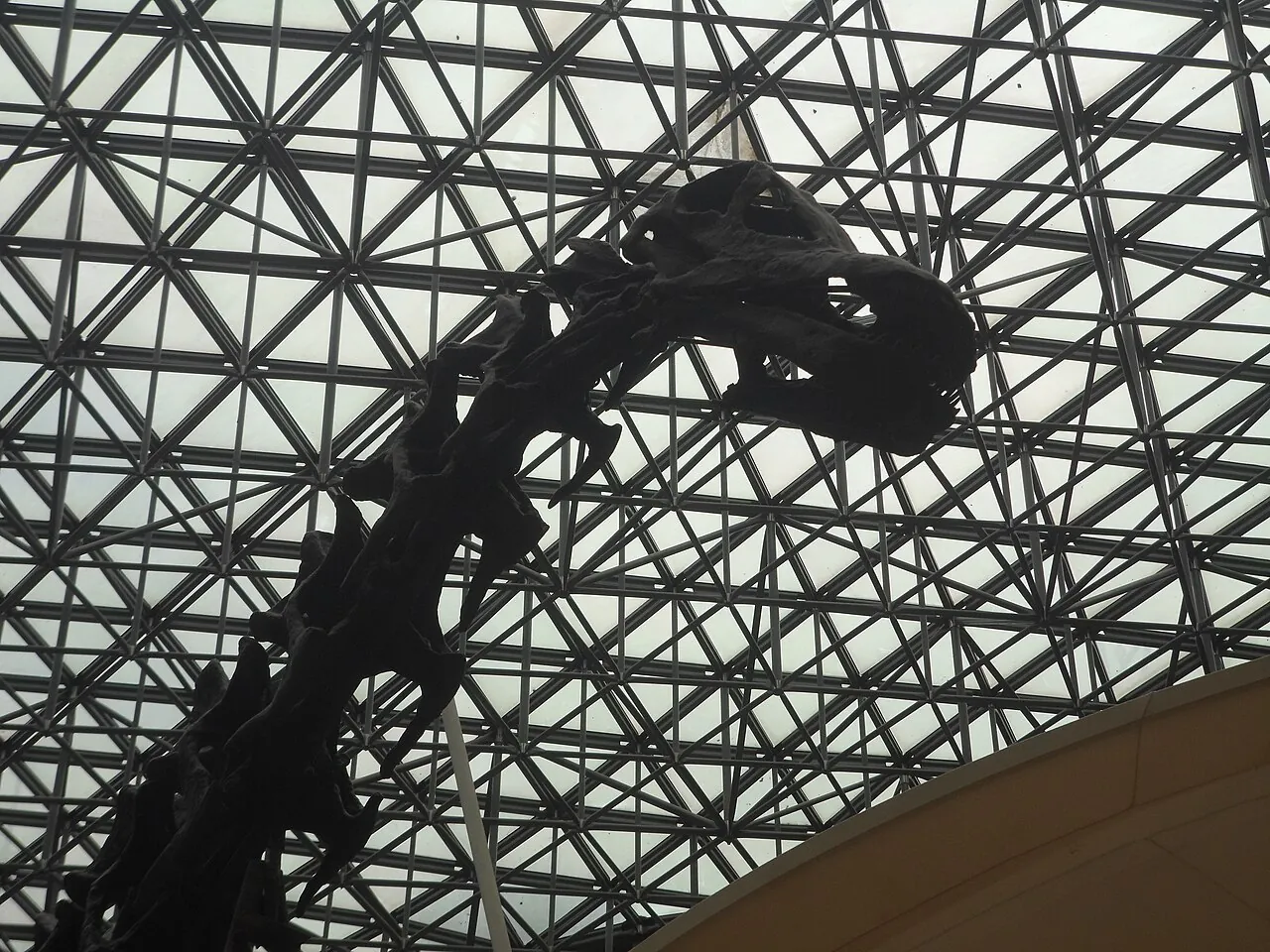 Apatosaurus sp. BYU 1796 "Einstein" Papalote Museo del Niño, Monterrey, Nuevo León, México.