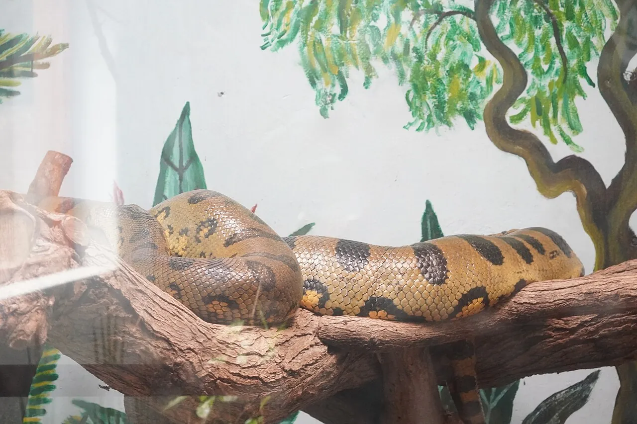 La anaconda verde el la serpiente más grande del mundo, es una constrictora, ósea se rodea alrededor de su