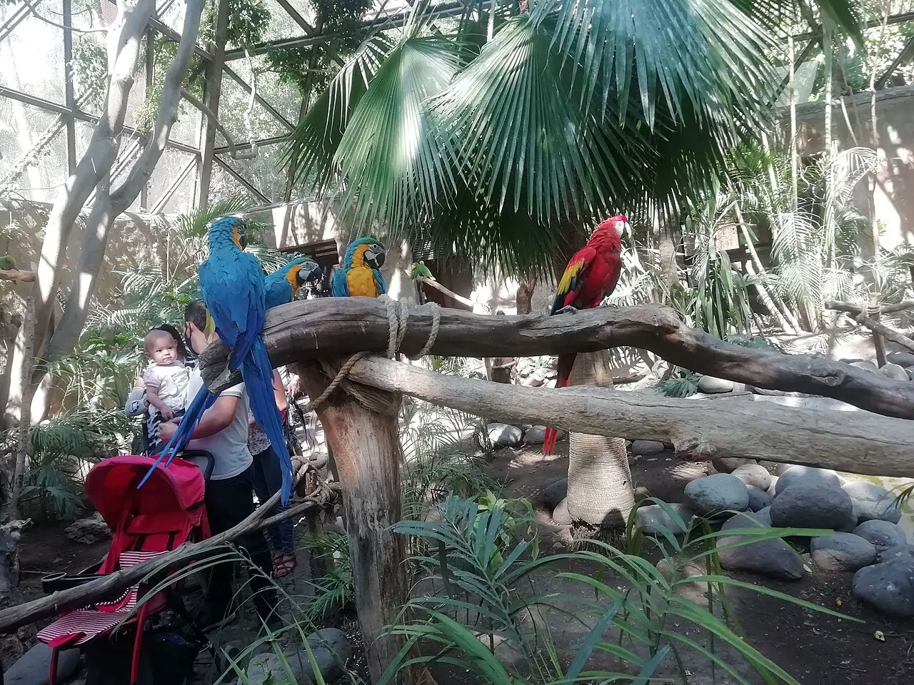 Zoológico Guadalajara. Principal zoológico metropolitano de la ciudad de Guadalajara, está ubicado en Paseo