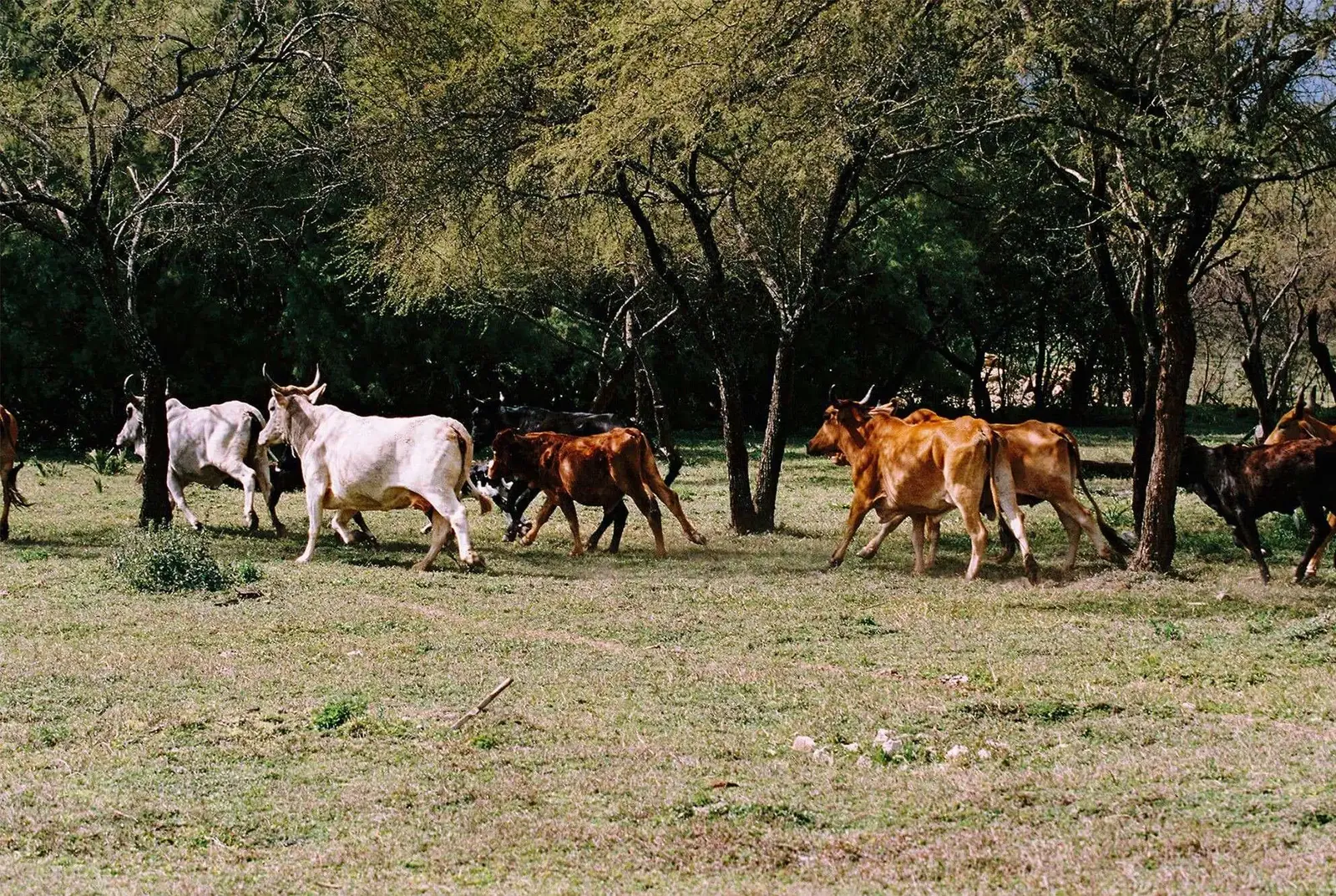 Cara de Vaca
