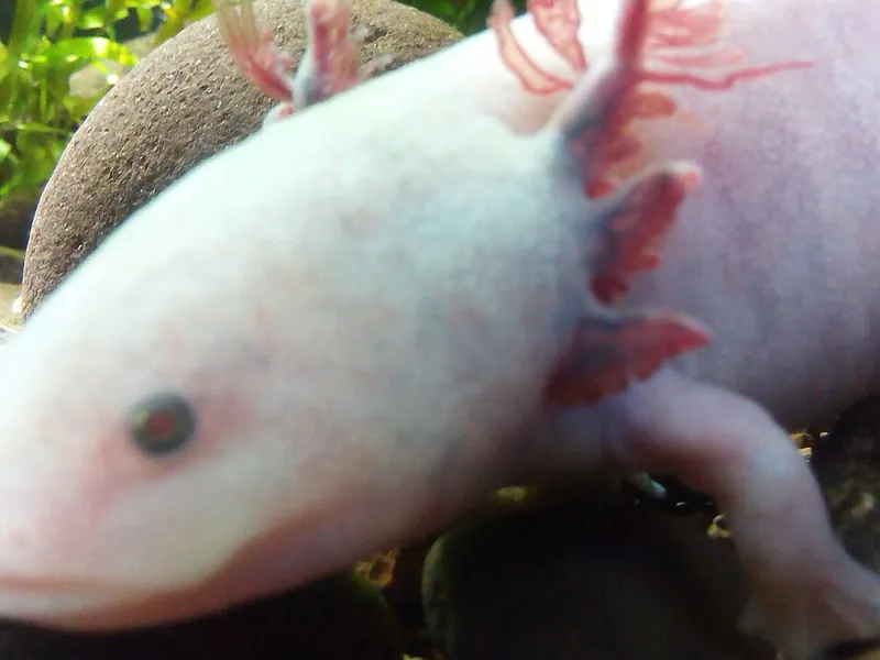 Acuario Michin