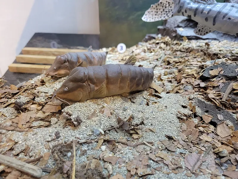Museo de Historia Natural
